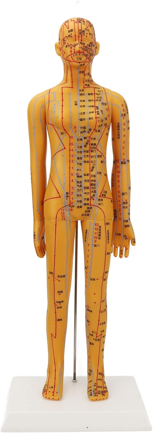 20.9in Human Body Acupuncture Model, Acupuncture Female Model for Chinese Medicine Teaching, Acupuncture and Massage, High Definition Clear