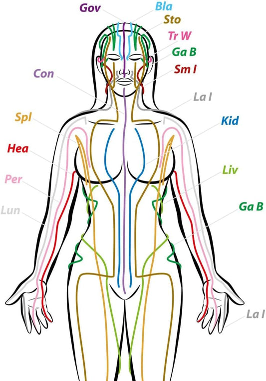 24"x36" Anatomy of Human Body Photographic Print Poster Meridians body Qi chinese medicine TCM acupuncture flow【Plane Coated Paper】