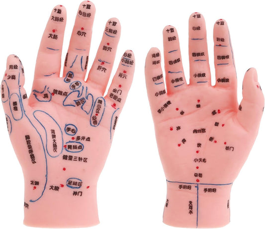 Model Chinese Medicine Hand Feet Ear Model Point Meridians Teaching Tool Meridians Model